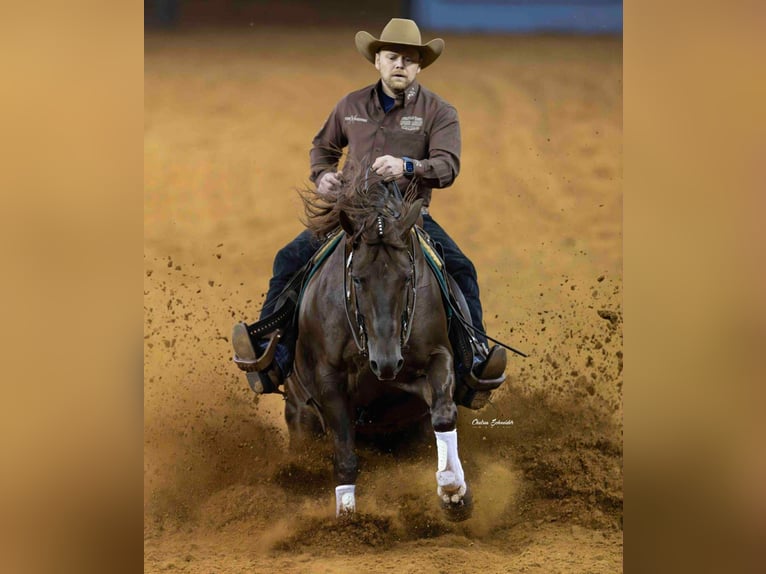 American Quarter Horse Gelding 6 years 14,3 hh Chestnut in Buffalo