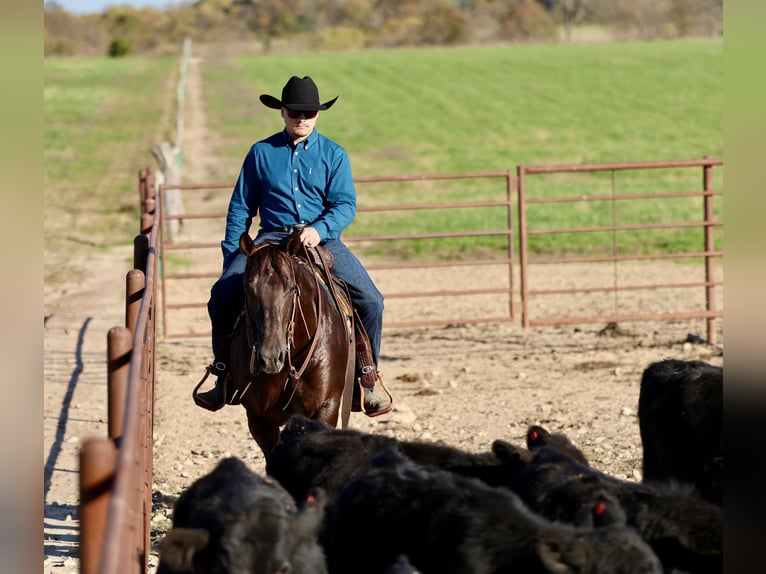American Quarter Horse Gelding 6 years 14,3 hh Chestnut in Buffalo