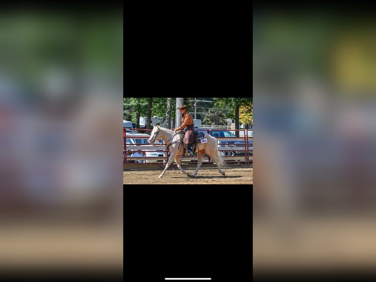 American Quarter Horse Gelding 6 years 14,3 hh Cremello in Andover