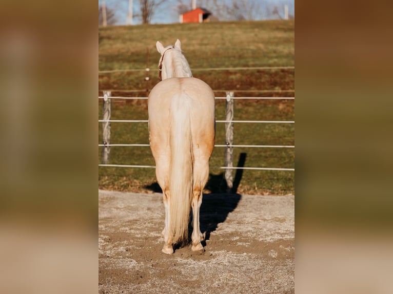 American Quarter Horse Gelding 6 years 14,3 hh Cremello in Andover