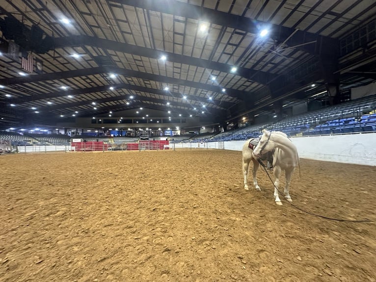 American Quarter Horse Gelding 6 years 14,3 hh Cremello in Andover