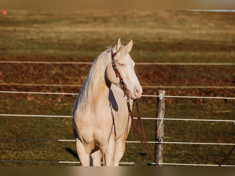 American Quarter Horse Gelding 6 years 14,3 hh Cremello in Andover