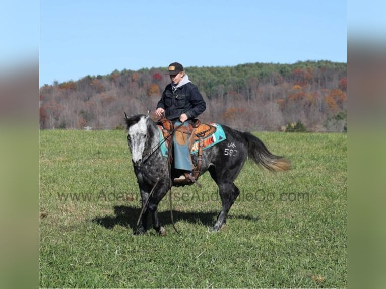 American Quarter Horse Gelding 6 years 14,3 hh Grey-Dapple in Mount Vernon