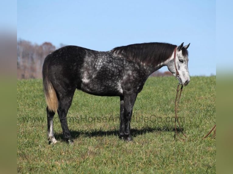 American Quarter Horse Gelding 6 years 14,3 hh Grey-Dapple in Mount Vernon