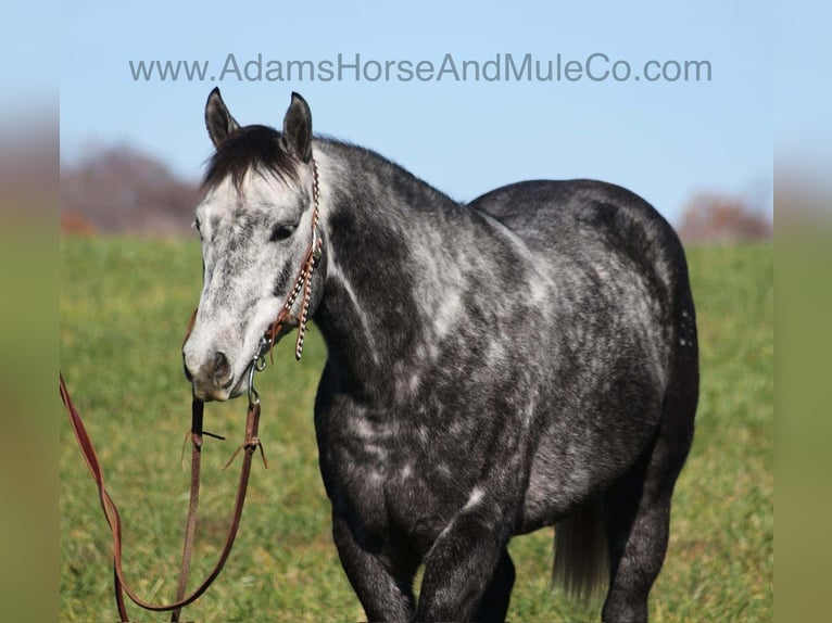 American Quarter Horse Gelding 6 years 14,3 hh Grey-Dapple in Mount Vernon