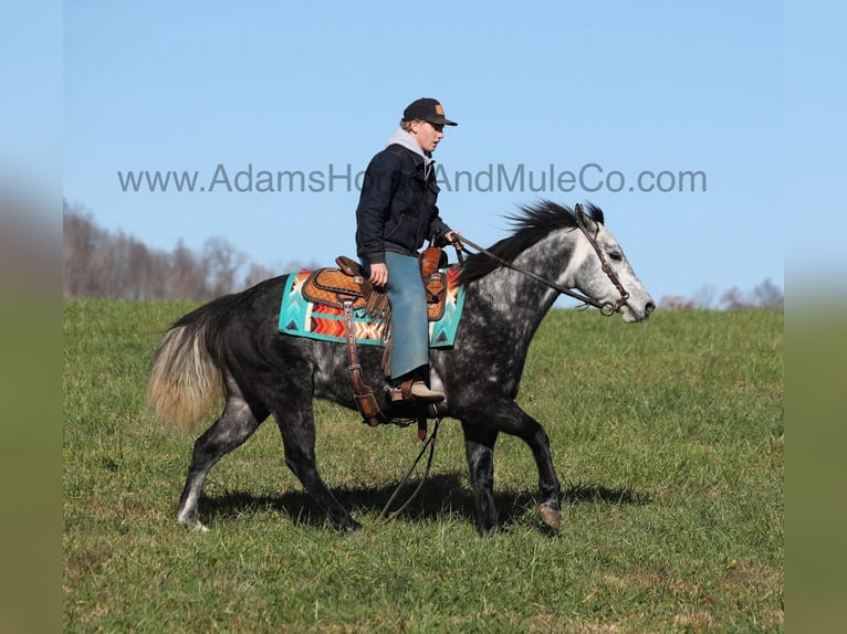 American Quarter Horse Gelding 6 years 14,3 hh Grey-Dapple in Mount Vernon