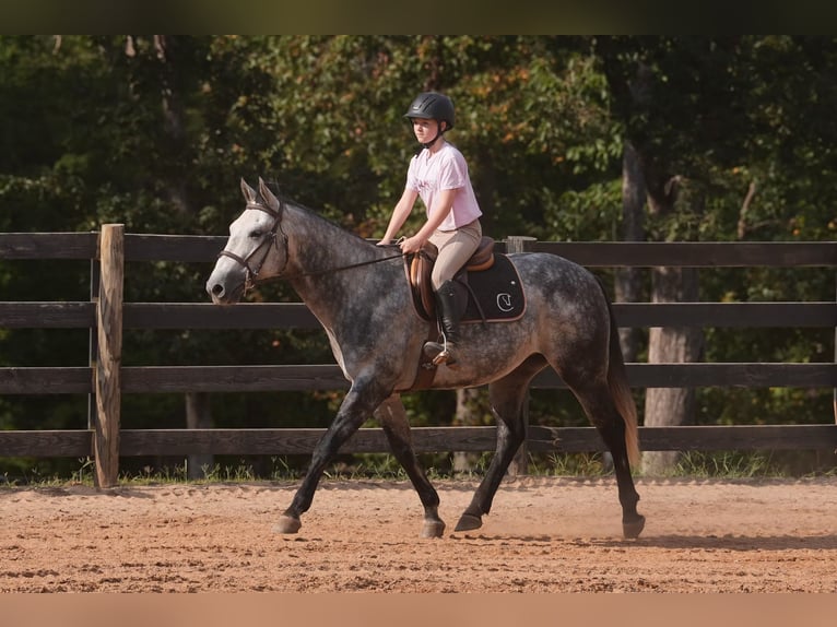 American Quarter Horse Gelding 6 years 14,3 hh Grey in Clover