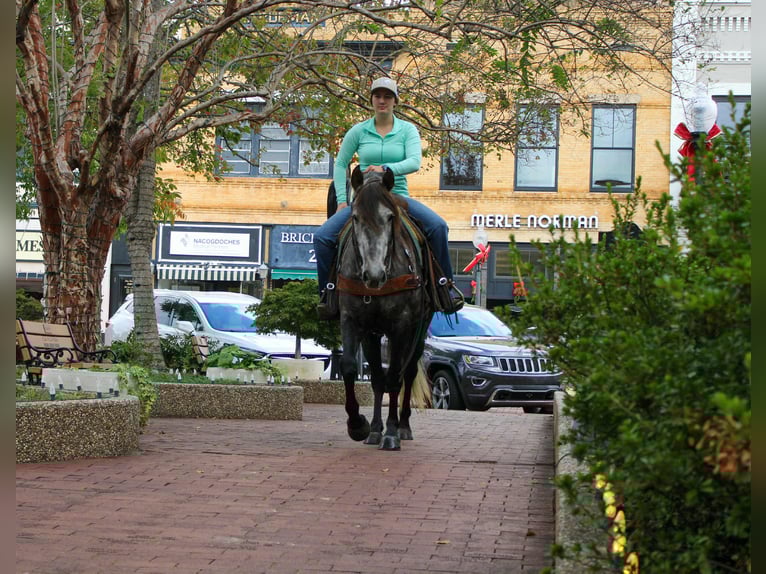 American Quarter Horse Gelding 6 years 14,3 hh Grey in RUsk TX