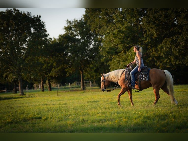 American Quarter Horse Gelding 6 years 14,3 hh Palomino in Terrell