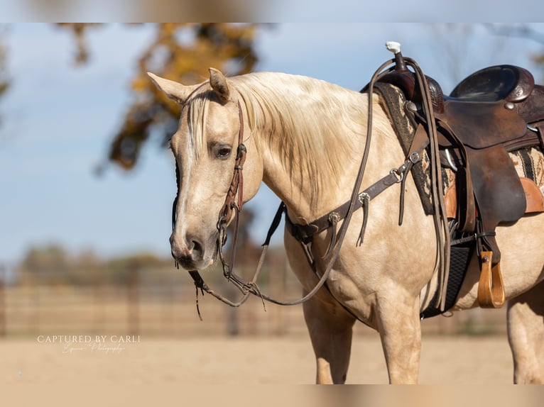 American Quarter Horse Gelding 6 years 14,3 hh Palomino in Lewistown