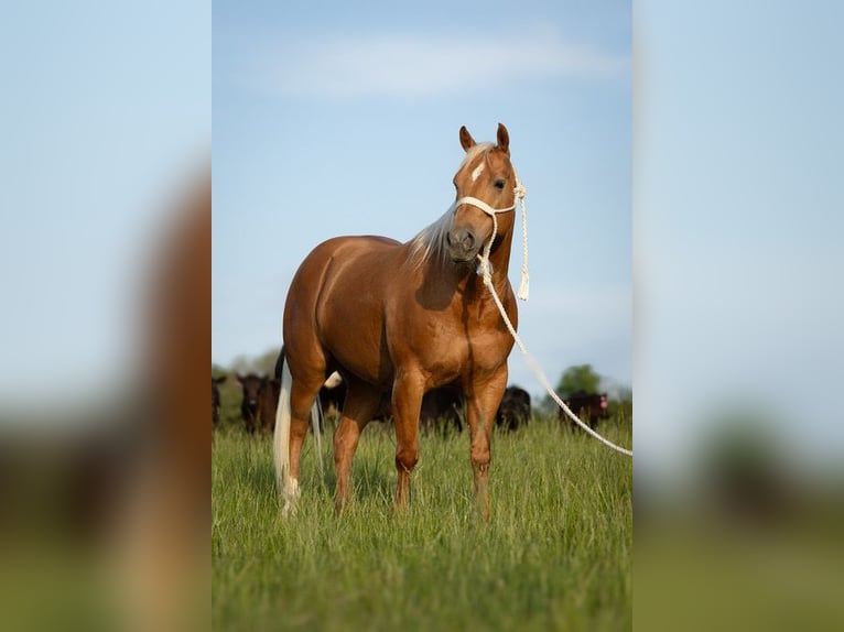 American Quarter Horse Gelding 6 years 14,3 hh Palomino in Bedford