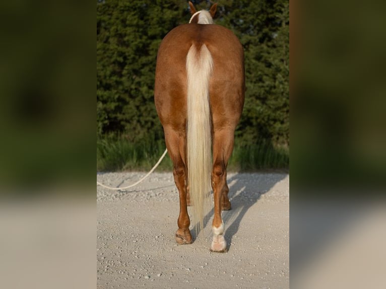 American Quarter Horse Gelding 6 years 14,3 hh Palomino in Bedford