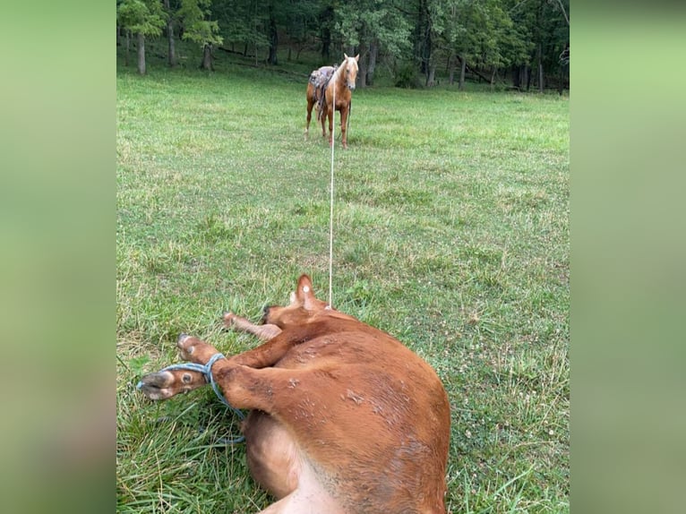 American Quarter Horse Gelding 6 years 14,3 hh Palomino in Bedford