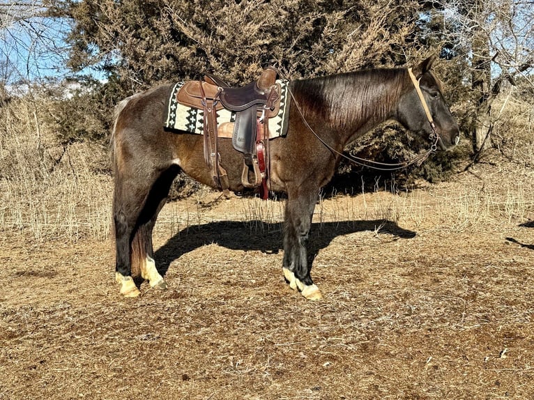 American Quarter Horse Gelding 6 years 14,3 hh Roan-Blue in Cannon Falls