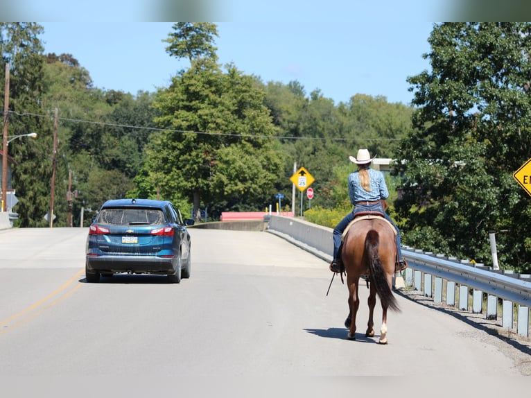 American Quarter Horse Gelding 6 years 14,3 hh Roan-Red in Clarion