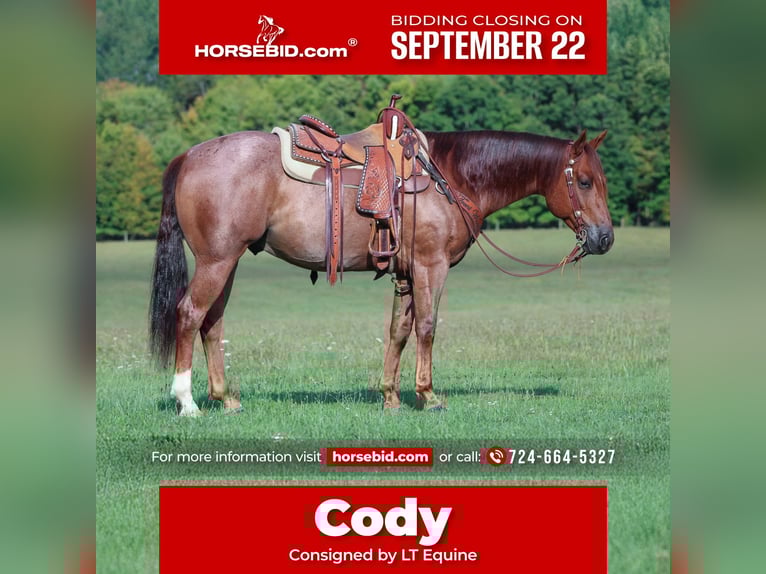 American Quarter Horse Gelding 6 years 14,3 hh Roan-Red in Clarion