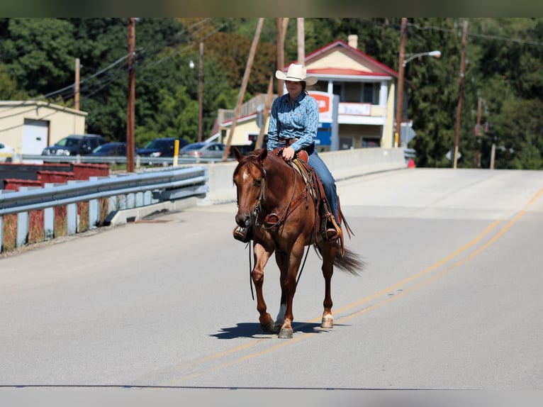 American Quarter Horse Gelding 6 years 14,3 hh Roan-Red in Clarion