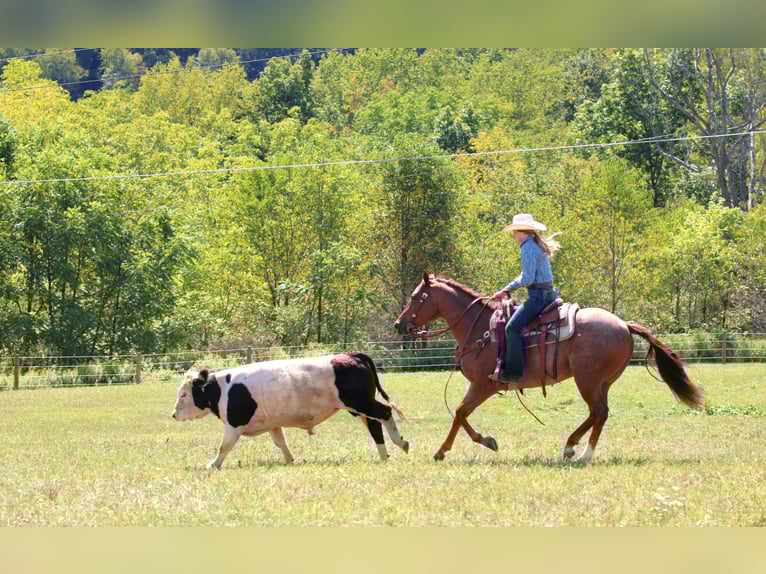 American Quarter Horse Gelding 6 years 14,3 hh Roan-Red in Clarion
