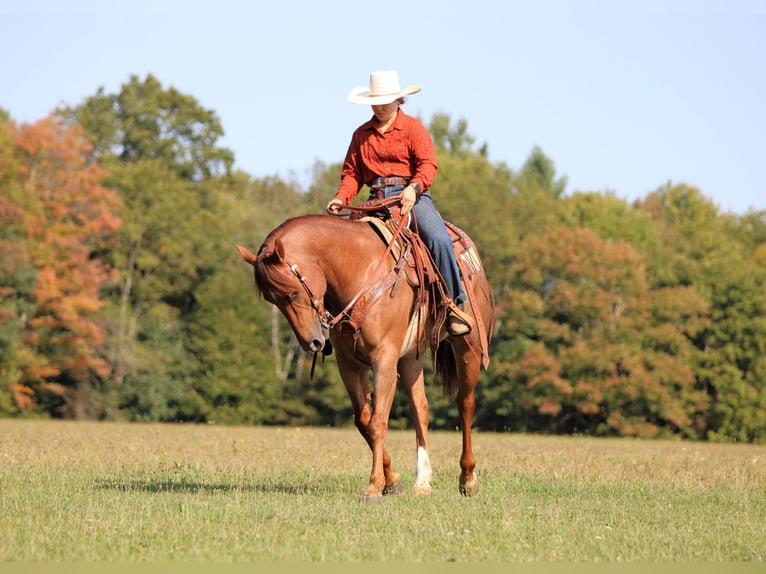 American Quarter Horse Gelding 6 years 14,3 hh Roan-Red in Clarion