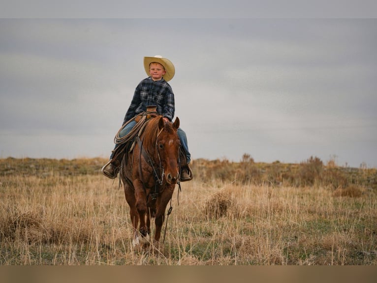 American Quarter Horse Gelding 6 years 14,3 hh Roan-Red in Saint Anthony