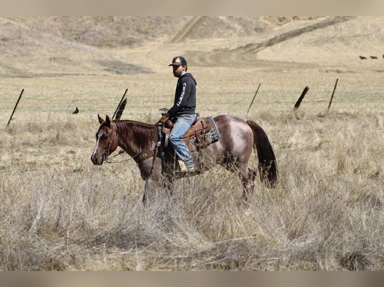American Quarter Horse Gelding 6 years 14,3 hh Roan-Red in Paicines CA