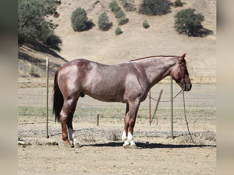 American Quarter Horse Gelding 6 years 14,3 hh Roan-Red in Paicines CA