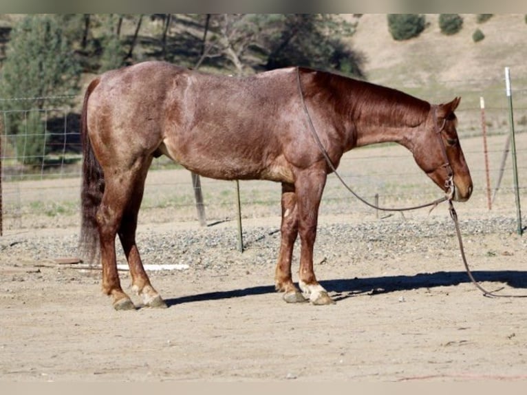American Quarter Horse Gelding 6 years 14,3 hh Roan-Red in Paicines, CA