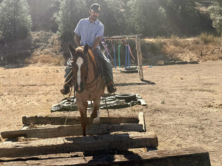 American Quarter Horse Gelding 6 years 14,3 hh Roan-Red in Paicines CA