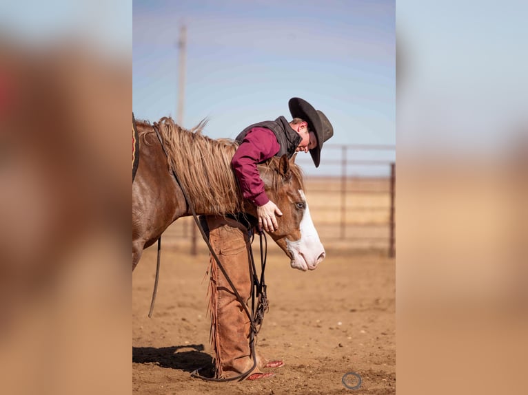 American Quarter Horse Mix Gelding 6 years 14,3 hh Sorrel in Canistota, SD