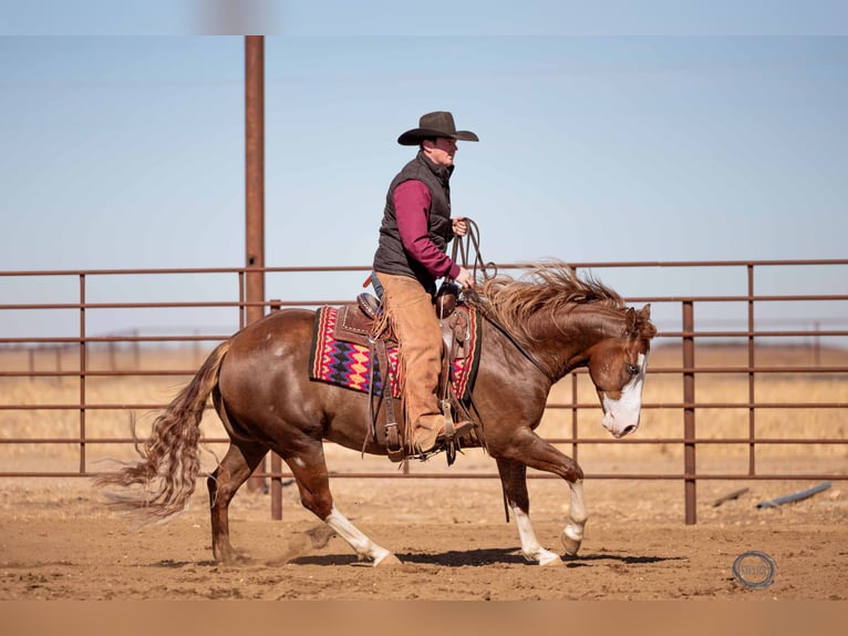 American Quarter Horse Mix Gelding 6 years 14,3 hh Sorrel in Canistota, SD