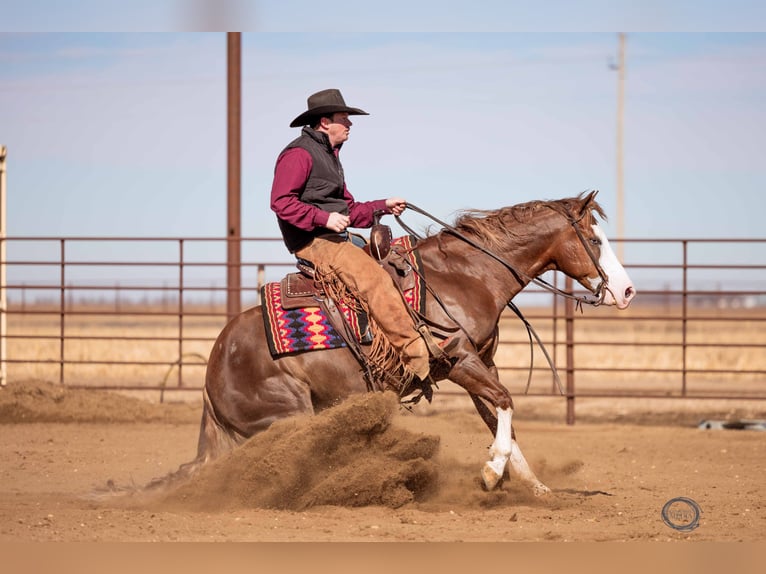 American Quarter Horse Mix Gelding 6 years 14,3 hh Sorrel in Canistota, SD