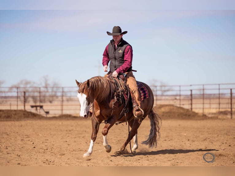 American Quarter Horse Mix Gelding 6 years 14,3 hh Sorrel in Canistota, SD
