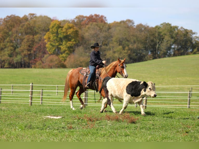 American Quarter Horse Gelding 6 years 14,3 hh Sorrel in Clarion