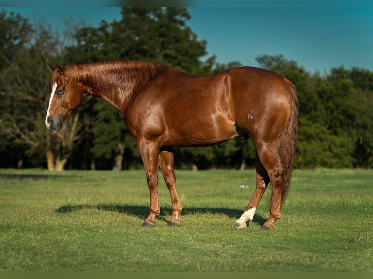 American Quarter Horse Gelding 6 years 14,3 hh Sorrel in Gainesville