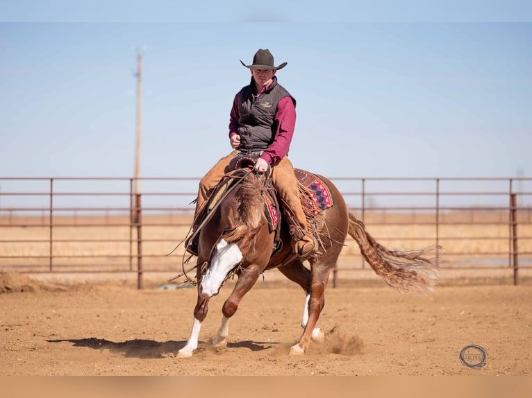American Quarter Horse Mix Gelding 6 years 14,3 hh Sorrel in Canistota, SD