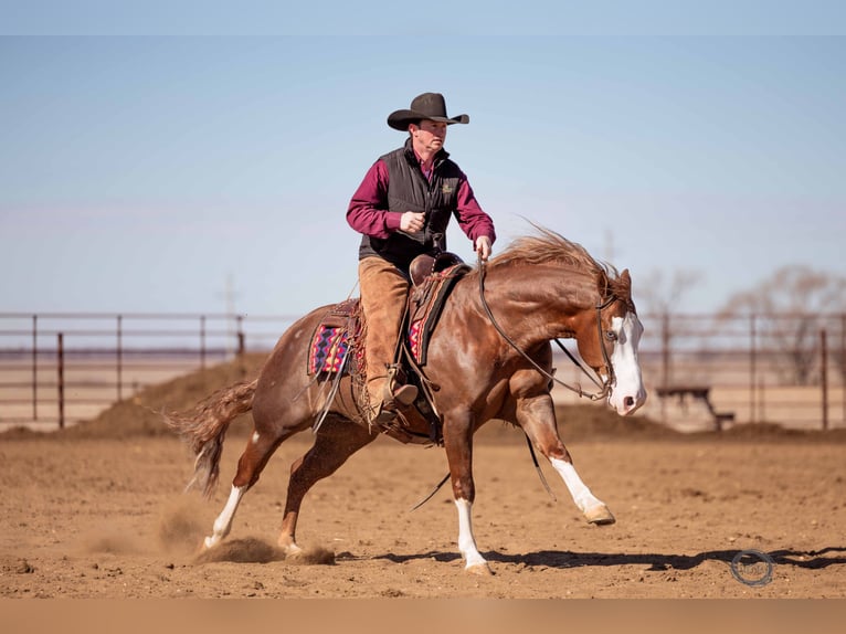 American Quarter Horse Mix Gelding 6 years 14,3 hh Sorrel in Canistota, SD