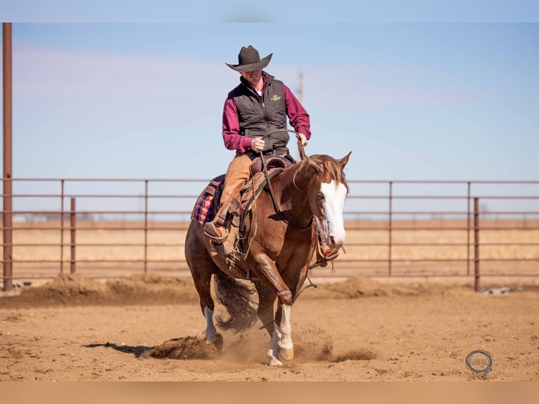 American Quarter Horse Mix Gelding 6 years 14,3 hh Sorrel in Canistota, SD