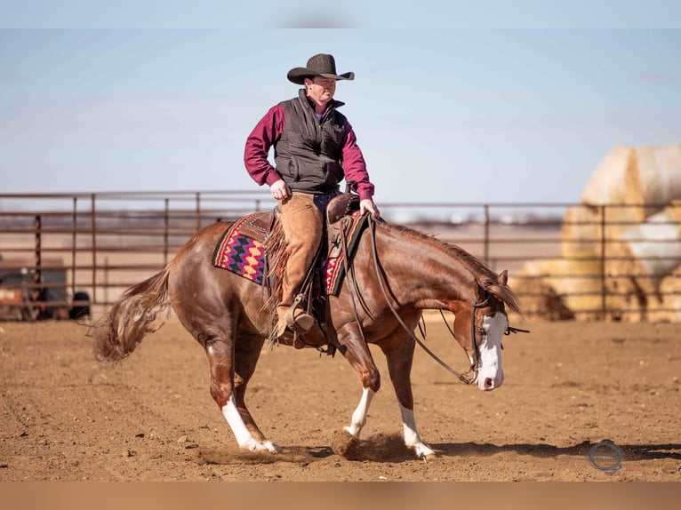 American Quarter Horse Mix Gelding 6 years 14,3 hh Sorrel in Canistota, SD