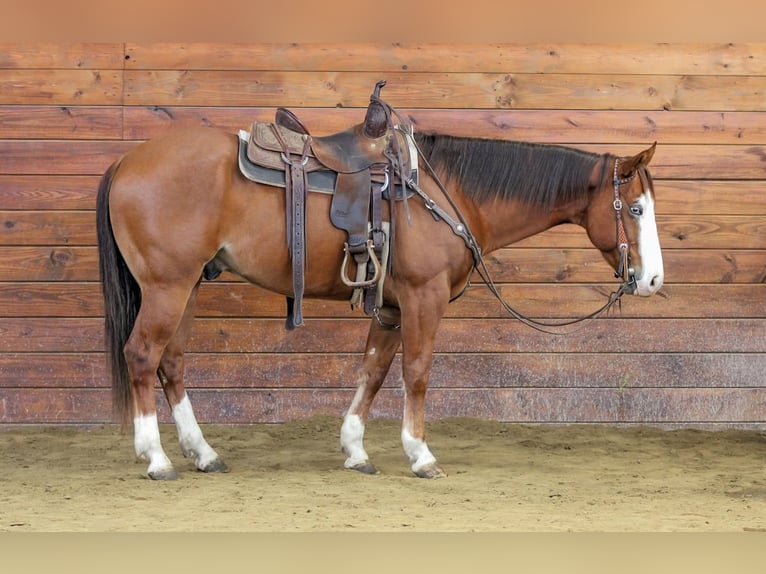 American Quarter Horse Gelding 6 years 14,3 hh Sorrel in Clarion