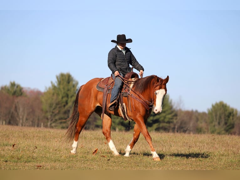 American Quarter Horse Gelding 6 years 14,3 hh Sorrel in Clarion