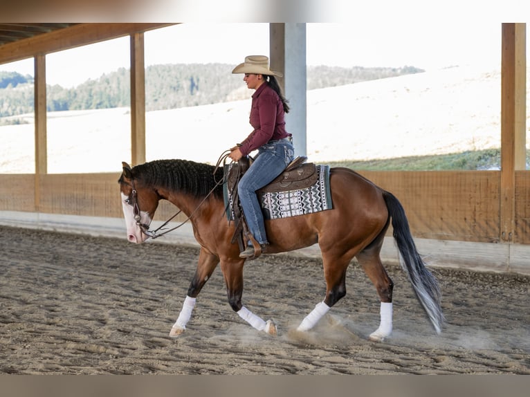 American Quarter Horse Gelding 6 years 15.1 hh Bay-Dark in Kumberg