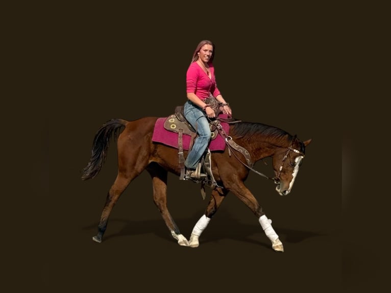 American Quarter Horse Gelding 6 years 15.1 hh Bay in Fort Collins