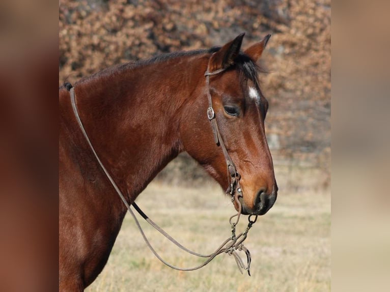 American Quarter Horse Gelding 6 years 15,1 hh Bay in Brownstown IL