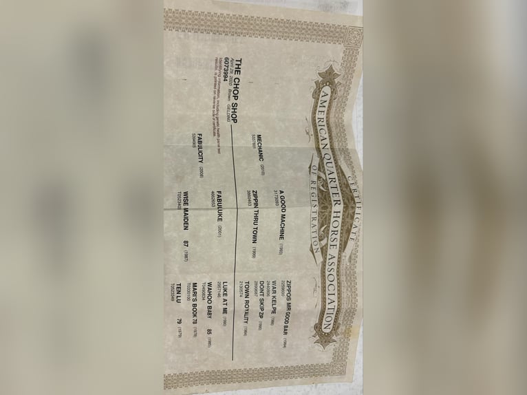 American Quarter Horse Gelding 6 years 15.1 hh Bay in Camp Verde AZ