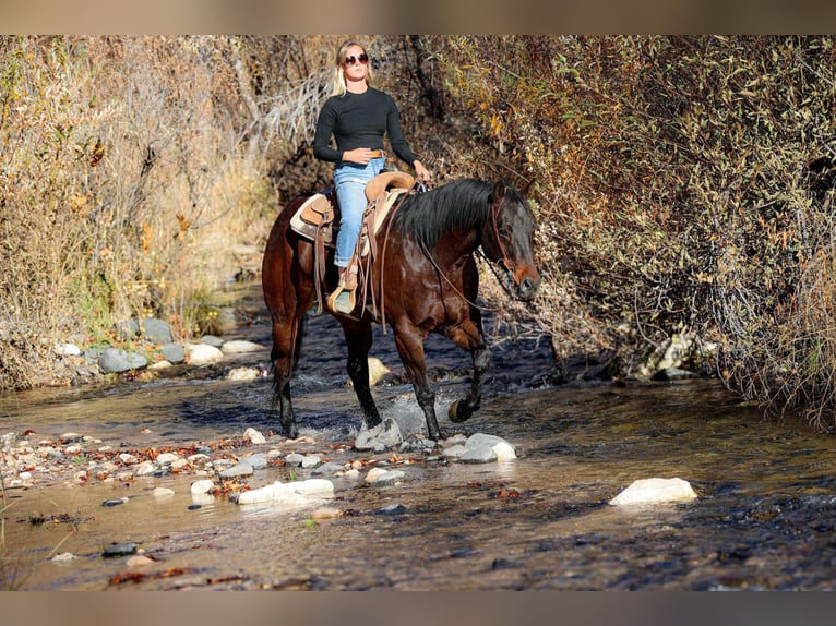 American Quarter Horse Gelding 6 years 15.1 hh Bay in Camp Verde, AZ