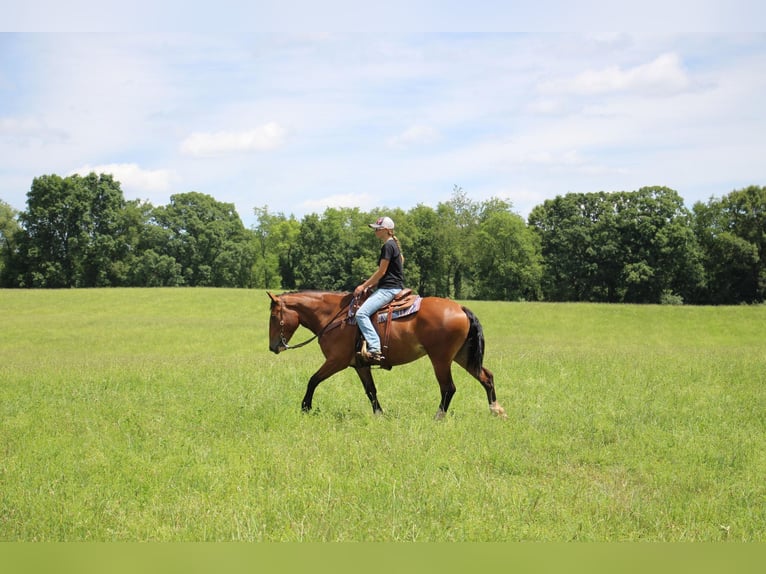 American Quarter Horse Gelding 6 years 15,1 hh Bay in Eagle Lake MN