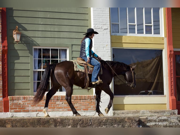 American Quarter Horse Gelding 6 years 15,1 hh Black in Rusk, TX