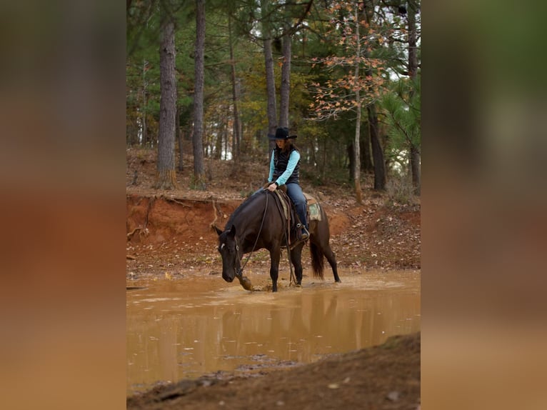 American Quarter Horse Gelding 6 years 15,1 hh Black in Rusk, TX