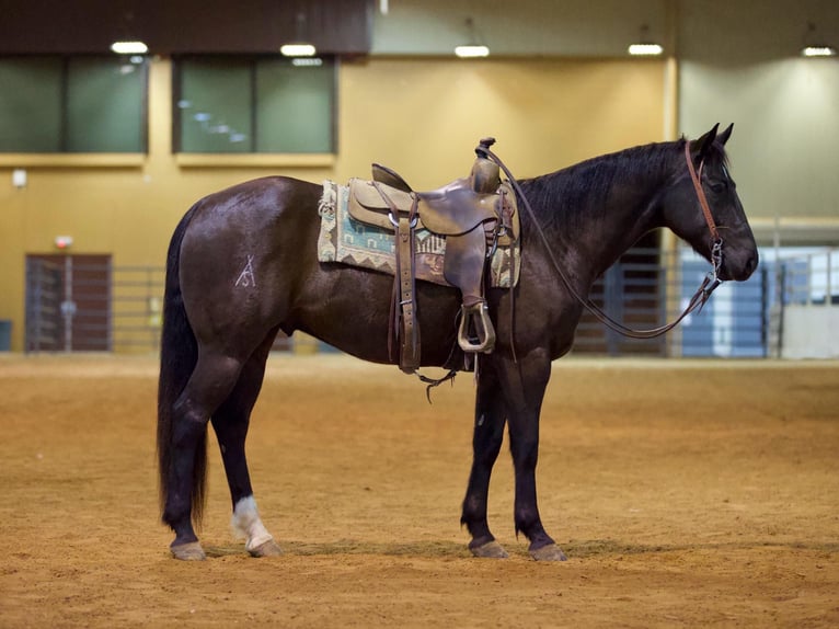 American Quarter Horse Gelding 6 years 15,1 hh Black in Rusk, TX