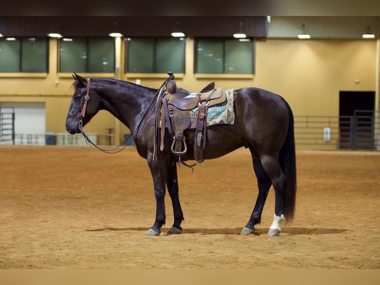 American Quarter Horse Gelding 6 years 15,1 hh Black in Rusk, TX